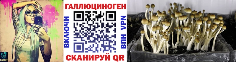 Псилоцибиновые грибы Cubensis  Купить где  Приволжск 